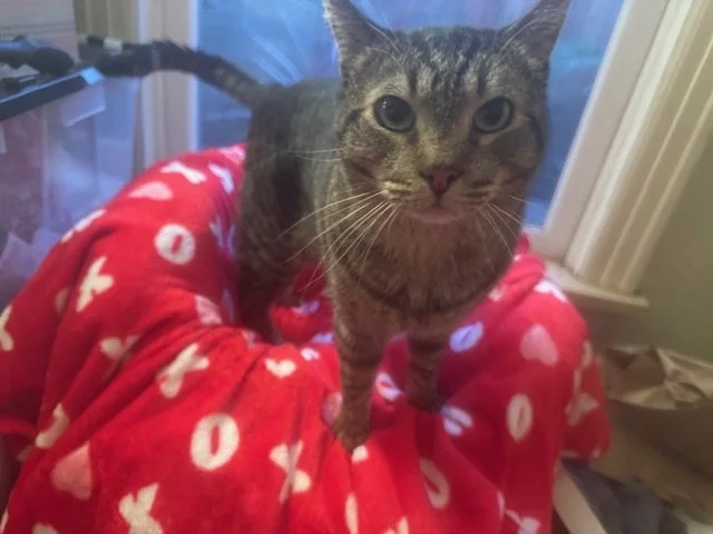 Buddy’s Story