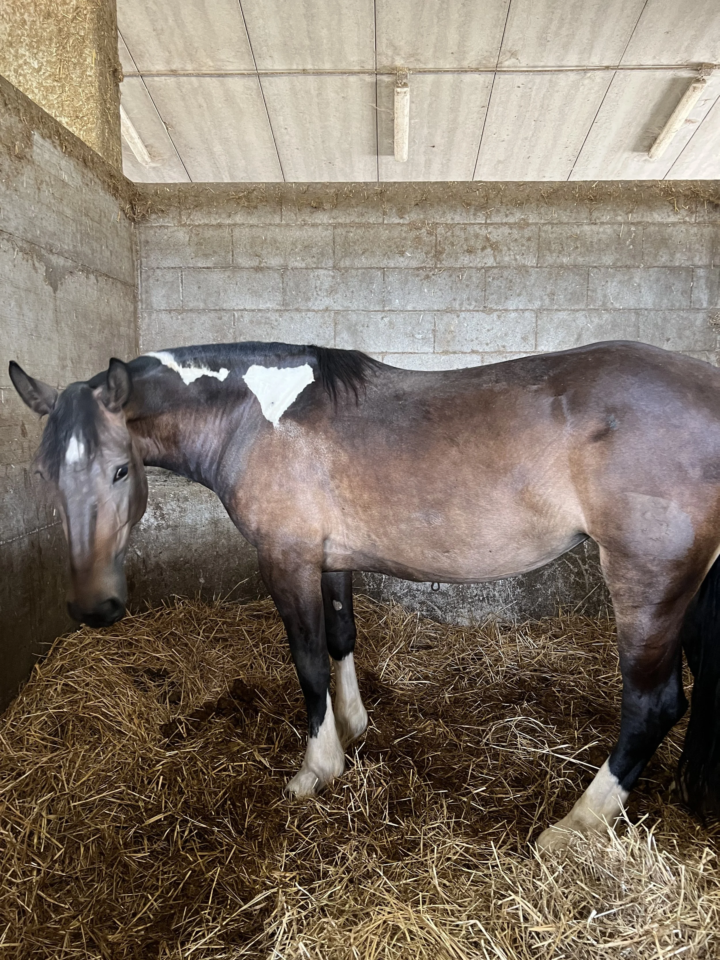 New Additions at La Fortezza