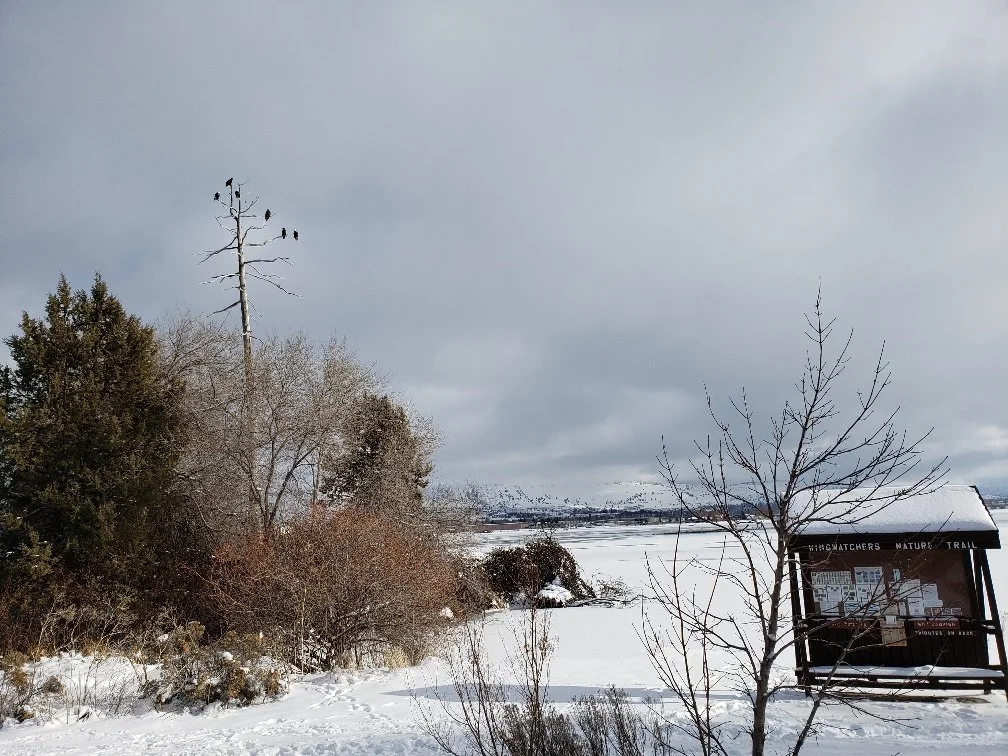 Eagles on snag and kiosk Dec 2021.jpg