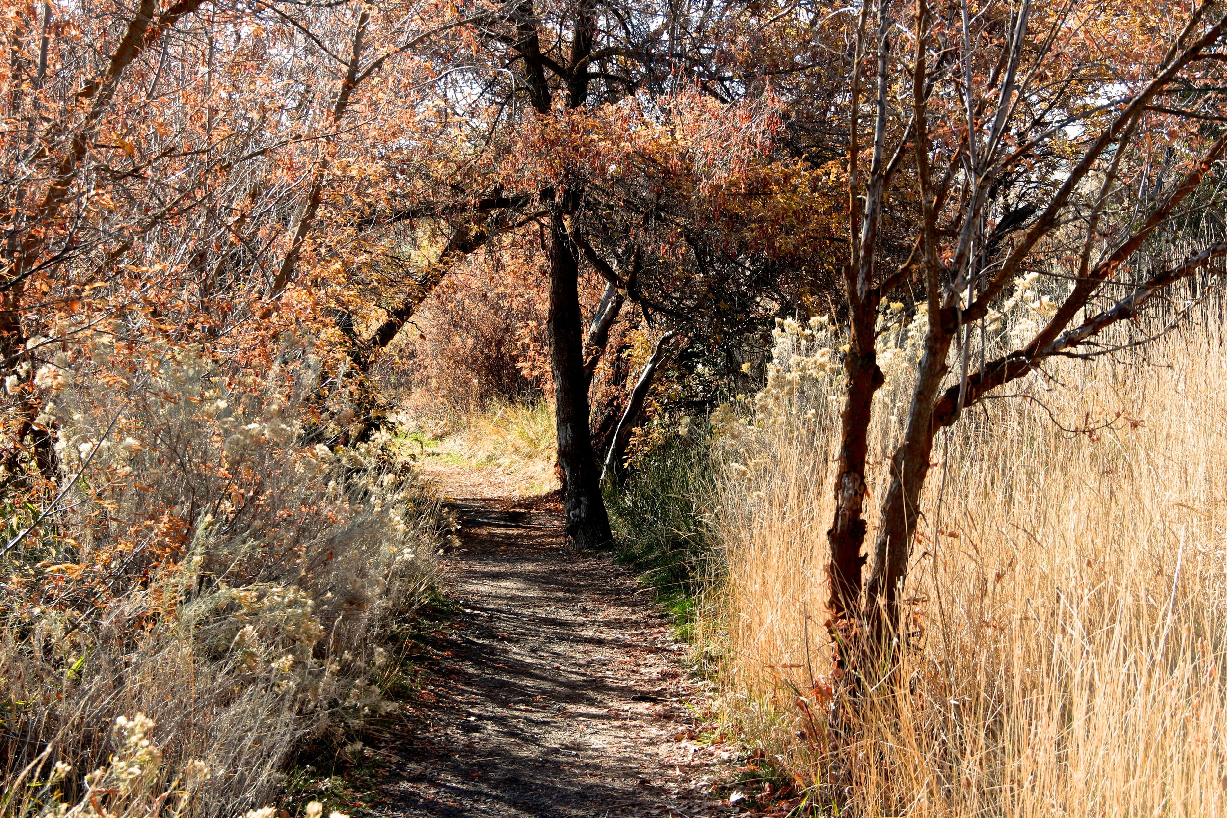 Fall trail view.jpg