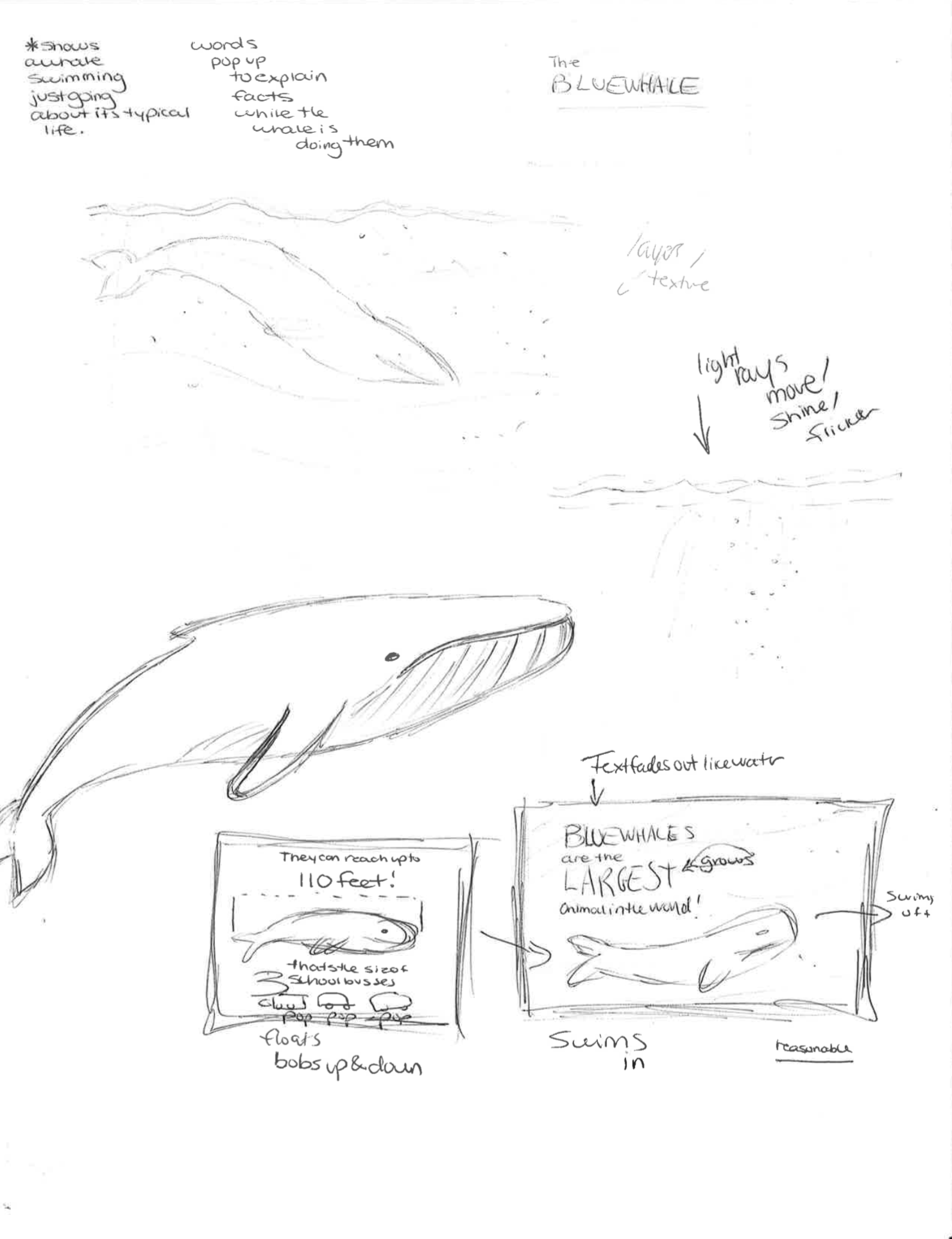 Blue whale process_3.png
