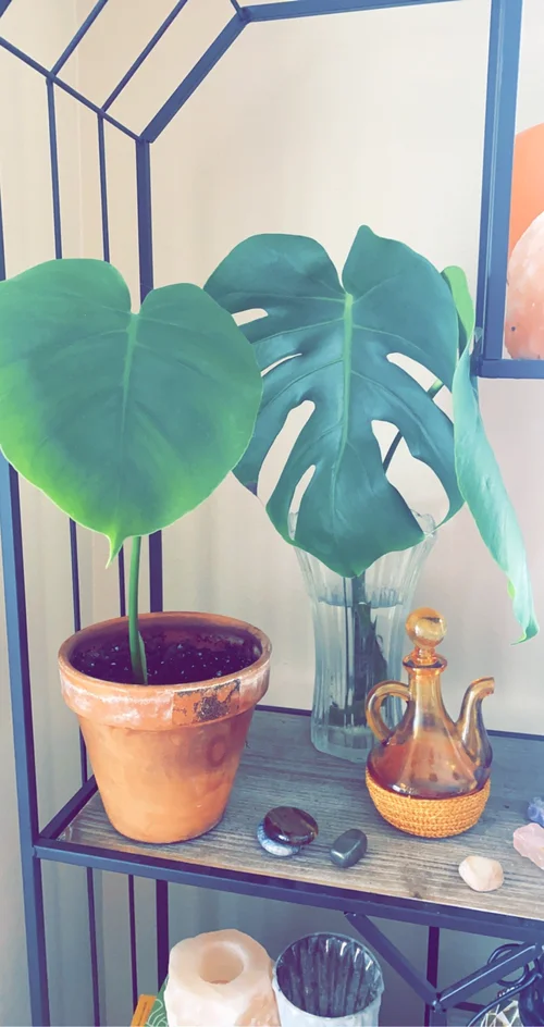 philodendron mccolley's McColley's Finale Philodendron – Plant Detectives main image 0