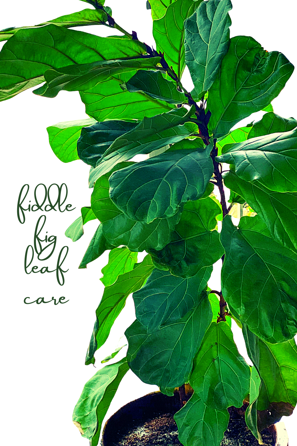 fiddle fig leaf care.png