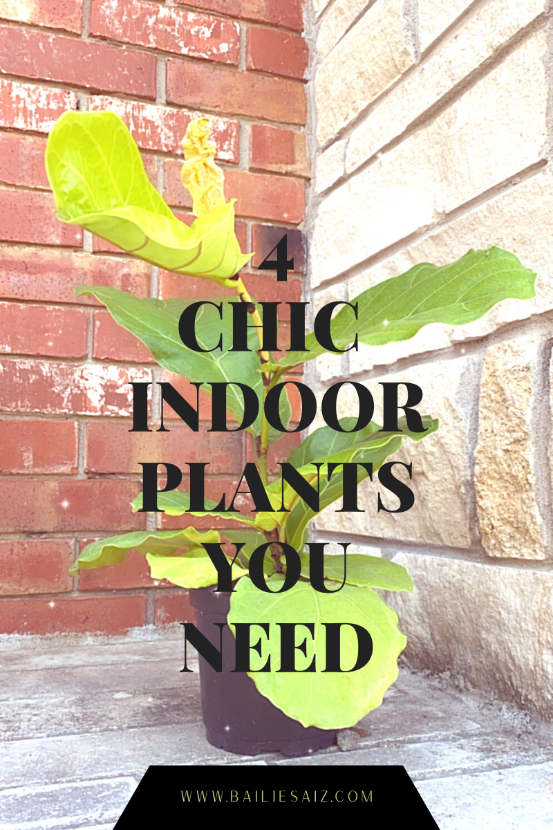 4 chic indoor plants you need, fiddle fig.png