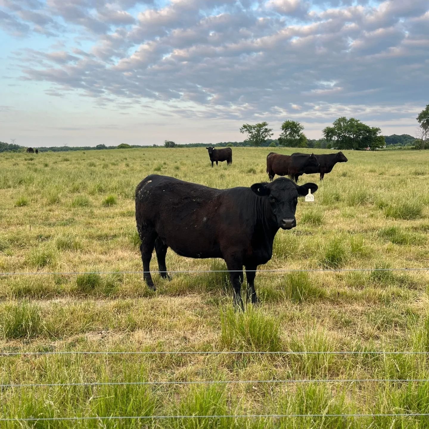 We sat down with Tom Dykstra of Moraine Park Farms, who raises the high-quality beef found in our friendly local butcher shop and the beef bacon in grocery stores throughout metro Detroit.  Moraine Park Farms humanely raises antibiotic and hormone-fr