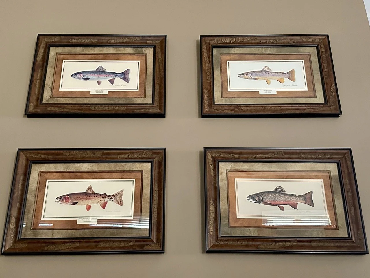 $740 - Set of 4 Signed Trout Prints by wildlife artist Joseph Tomelleri – Custom Framed (30” x 21”) | Featuring: Yellowstone Cutthroat, Rainbow Trout, Brook Trout, Brown Trout. Each measures 30” x 21” and is professionally double-matted in substantia
