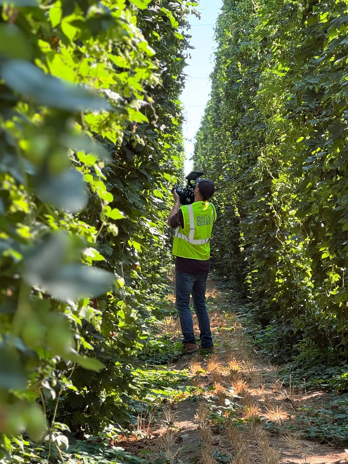 It&rsquo;s hop season! Our favorite time of the year! 🍻

Check out some bts from last week as our team dived head first into hop harvest!