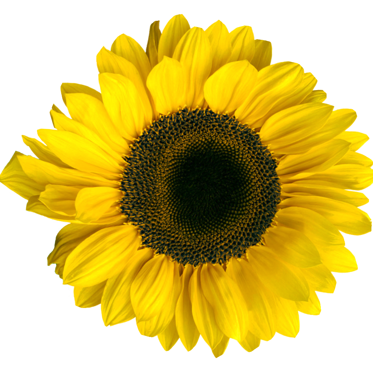 The Strength Within: A SongShare Event