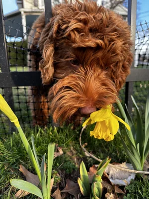 Downtown Goshen, NY: The County Seat's Historic Charm