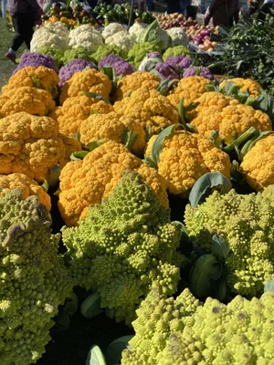 When Do Hudson Valley Farmers Markets Open in 2026? Complete Schedule