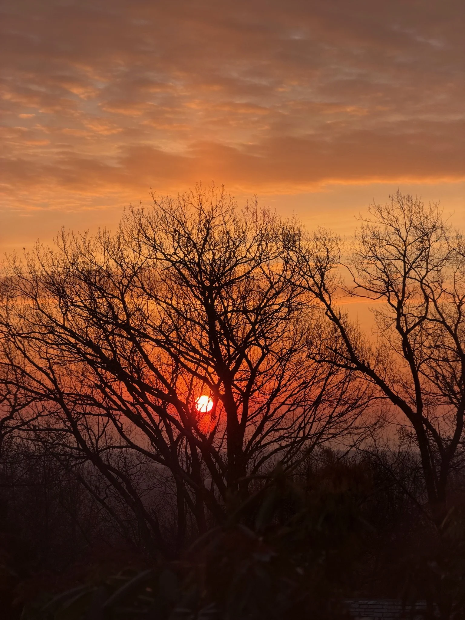 Sunrise & Trees.jpg