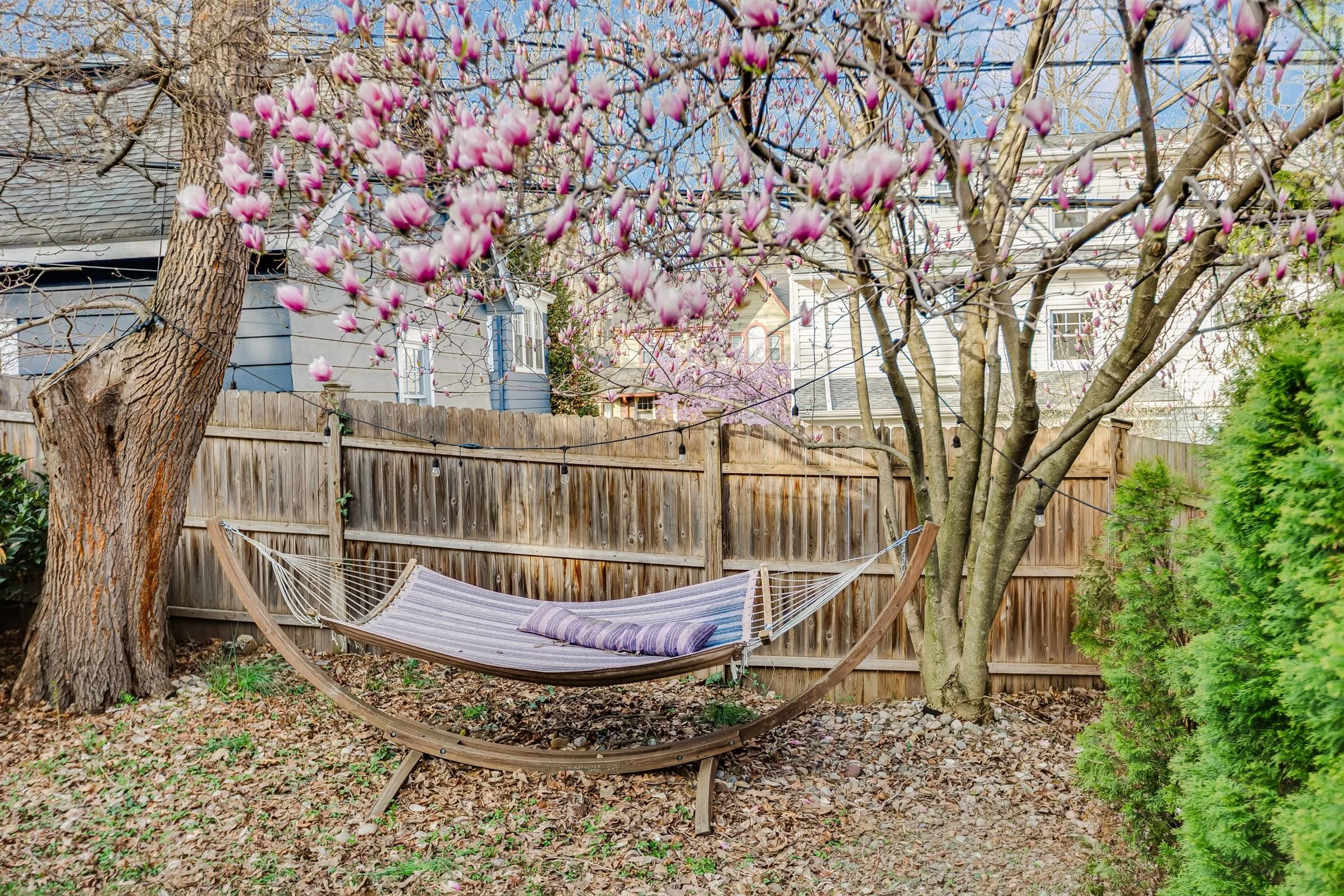 70-Magnolia Tree.jpg