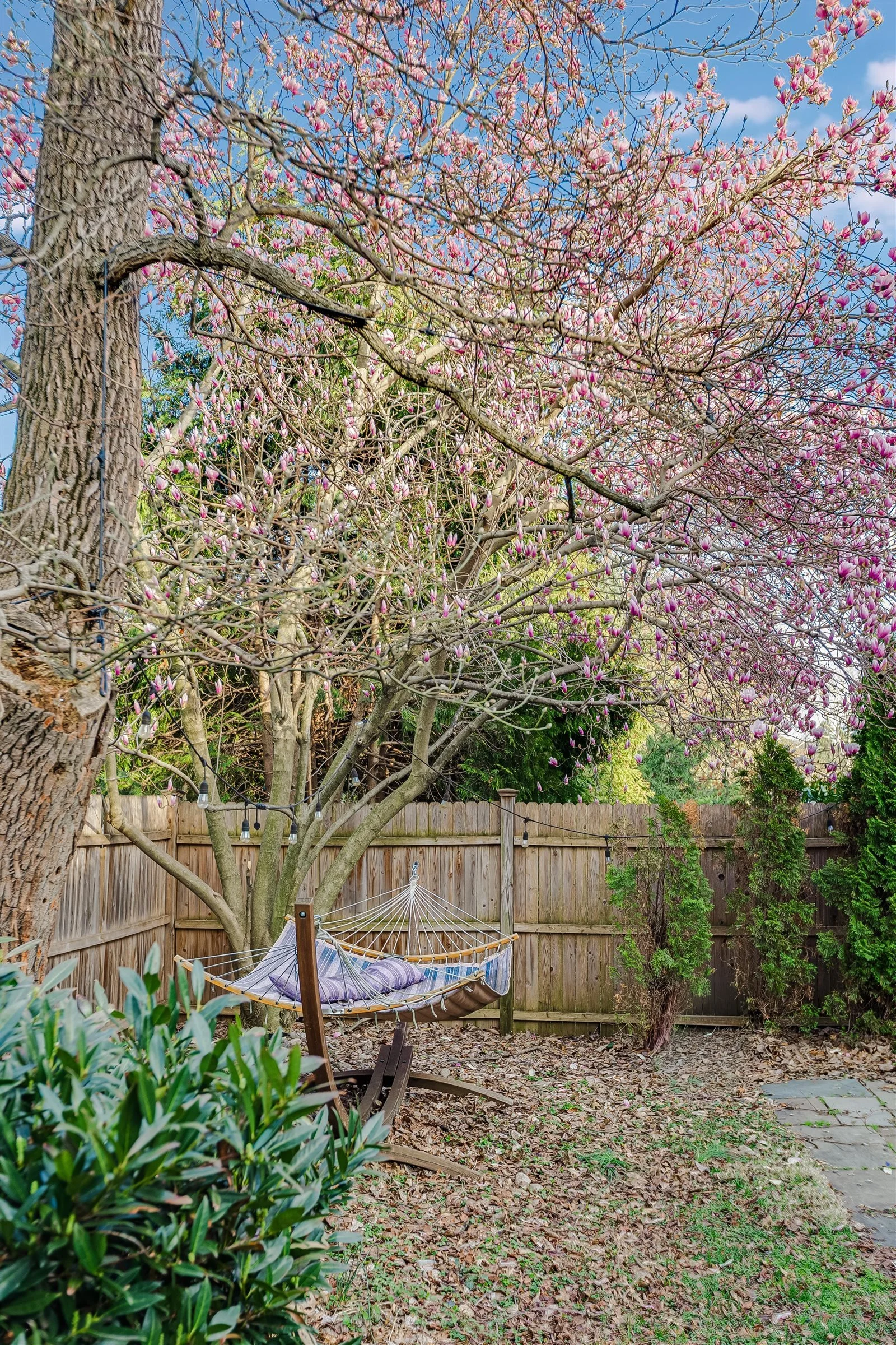 72-Magnolia Tree.jpg