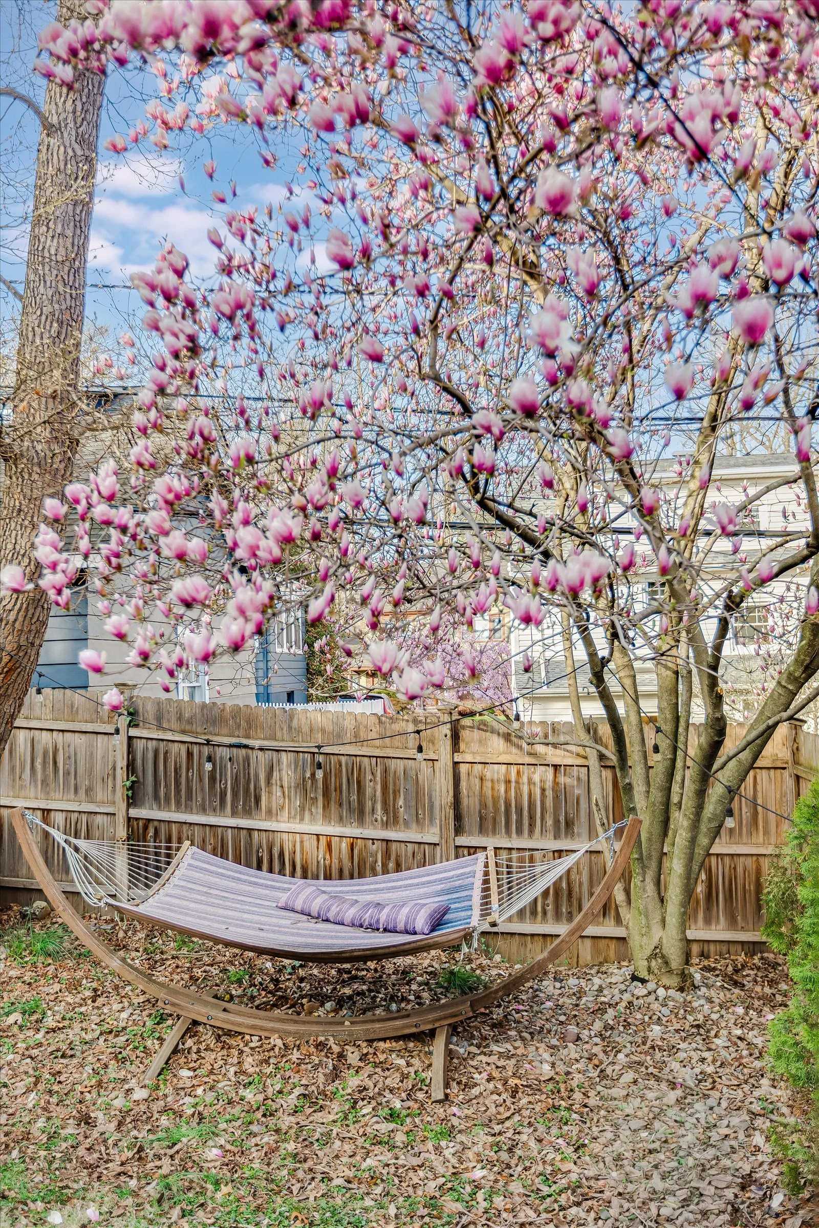 69-Magnolia Tree.jpg