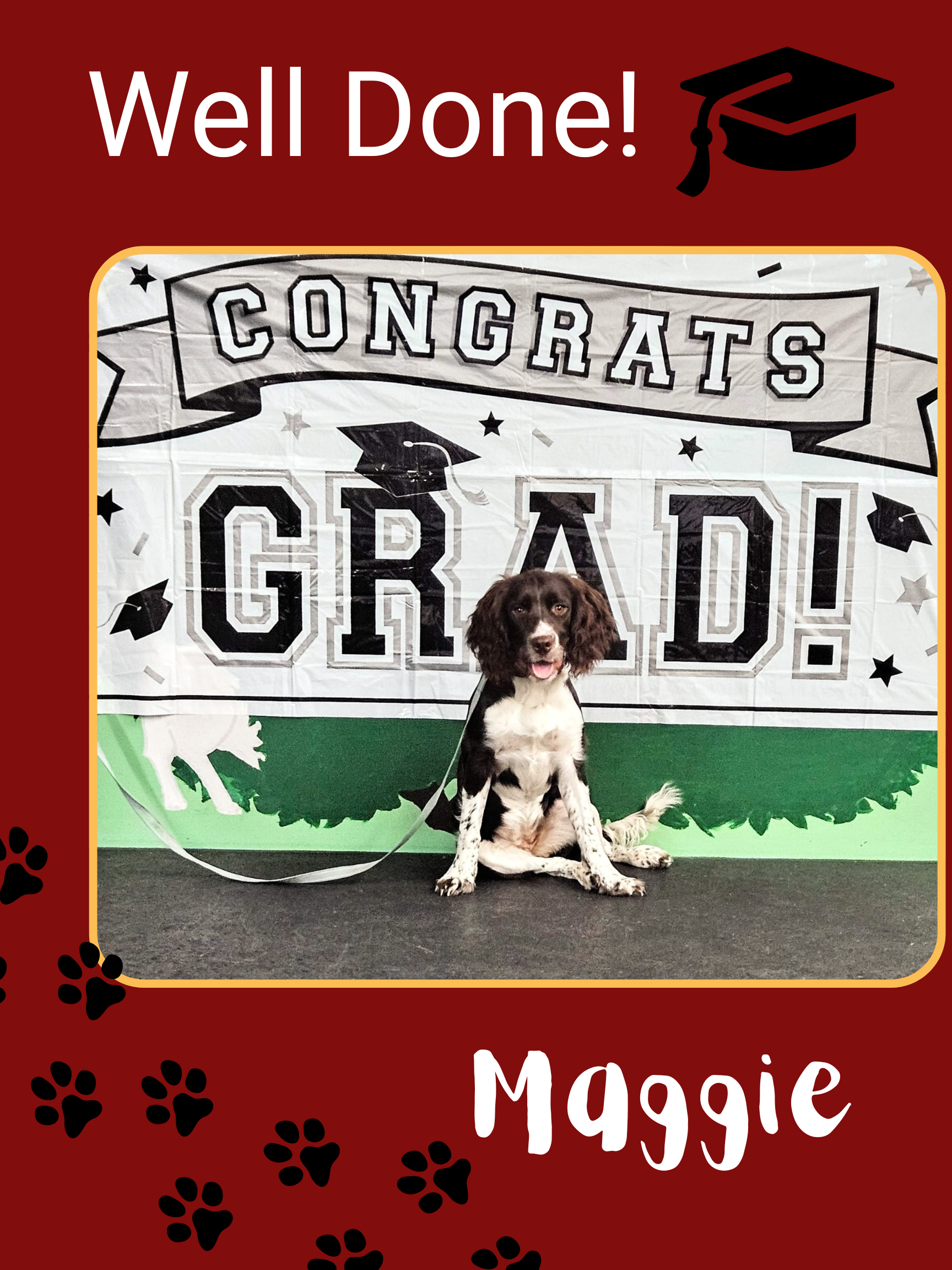 Maggie the Springer