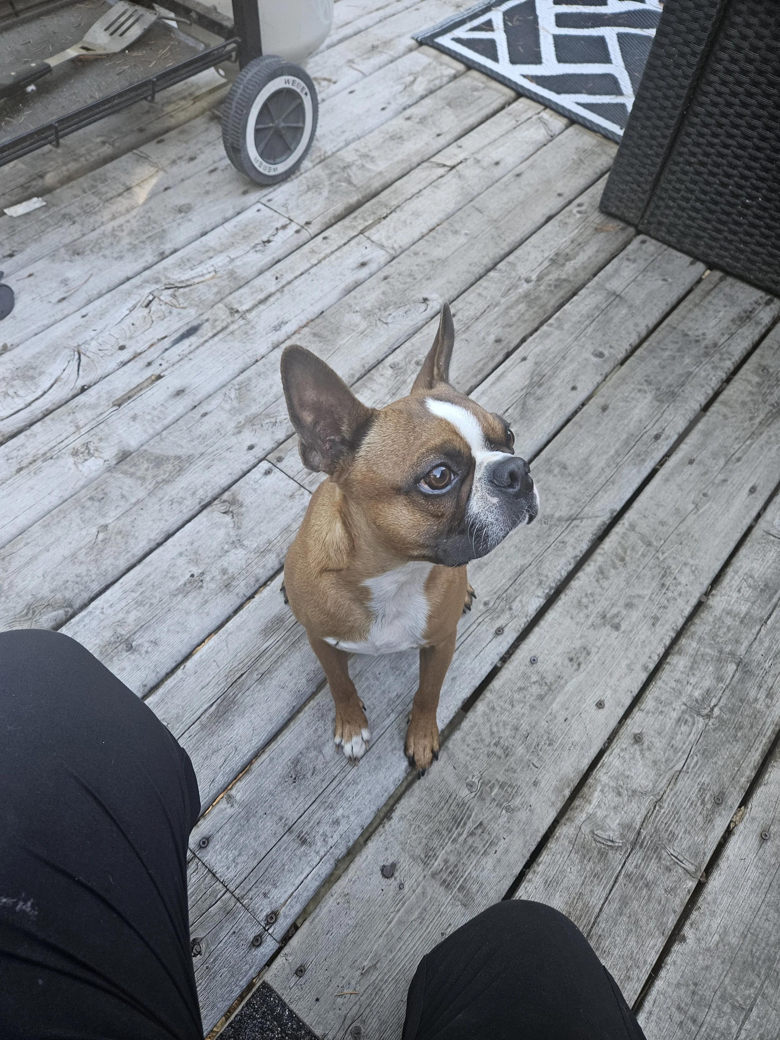 Seriously how cute is this little guy!?