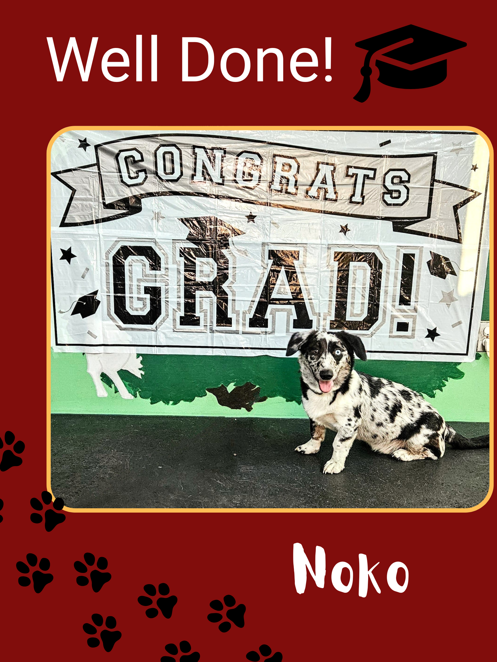 Noko the Corgi