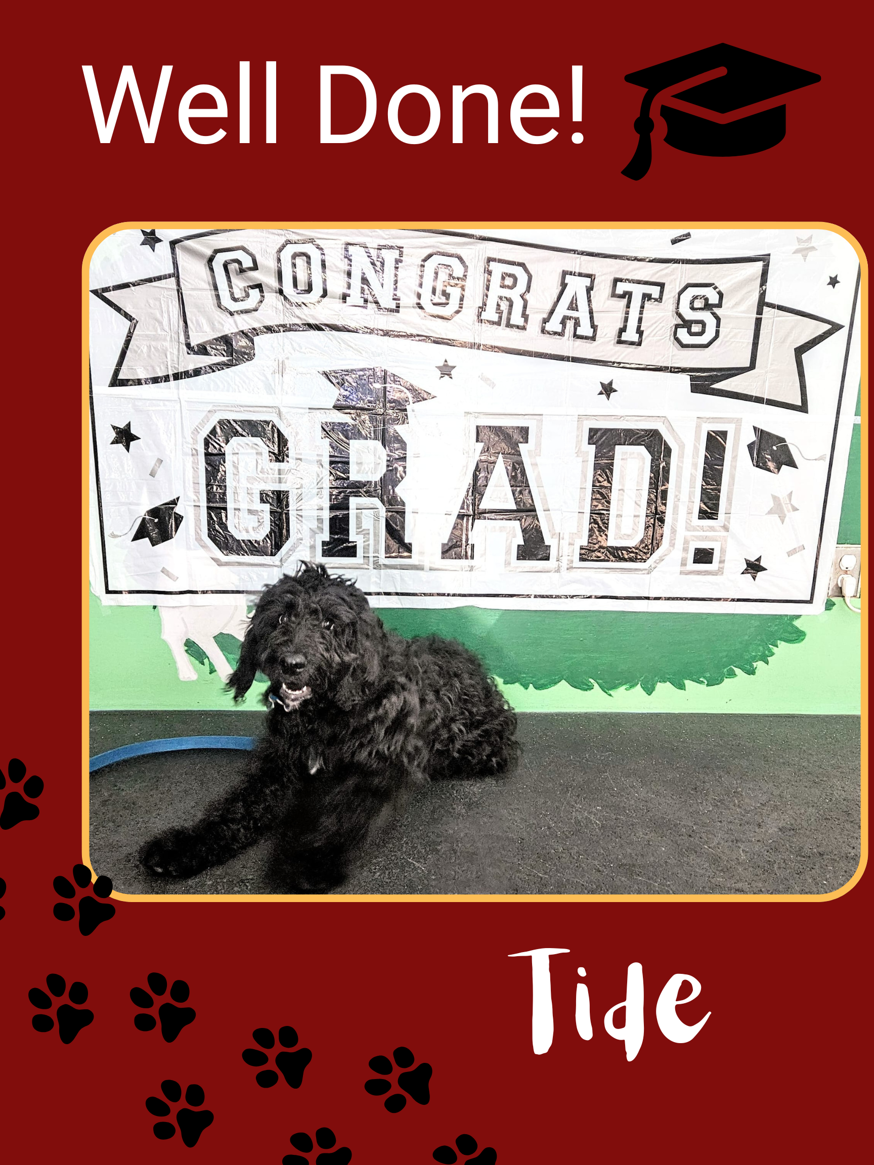 Tide the Poodle
