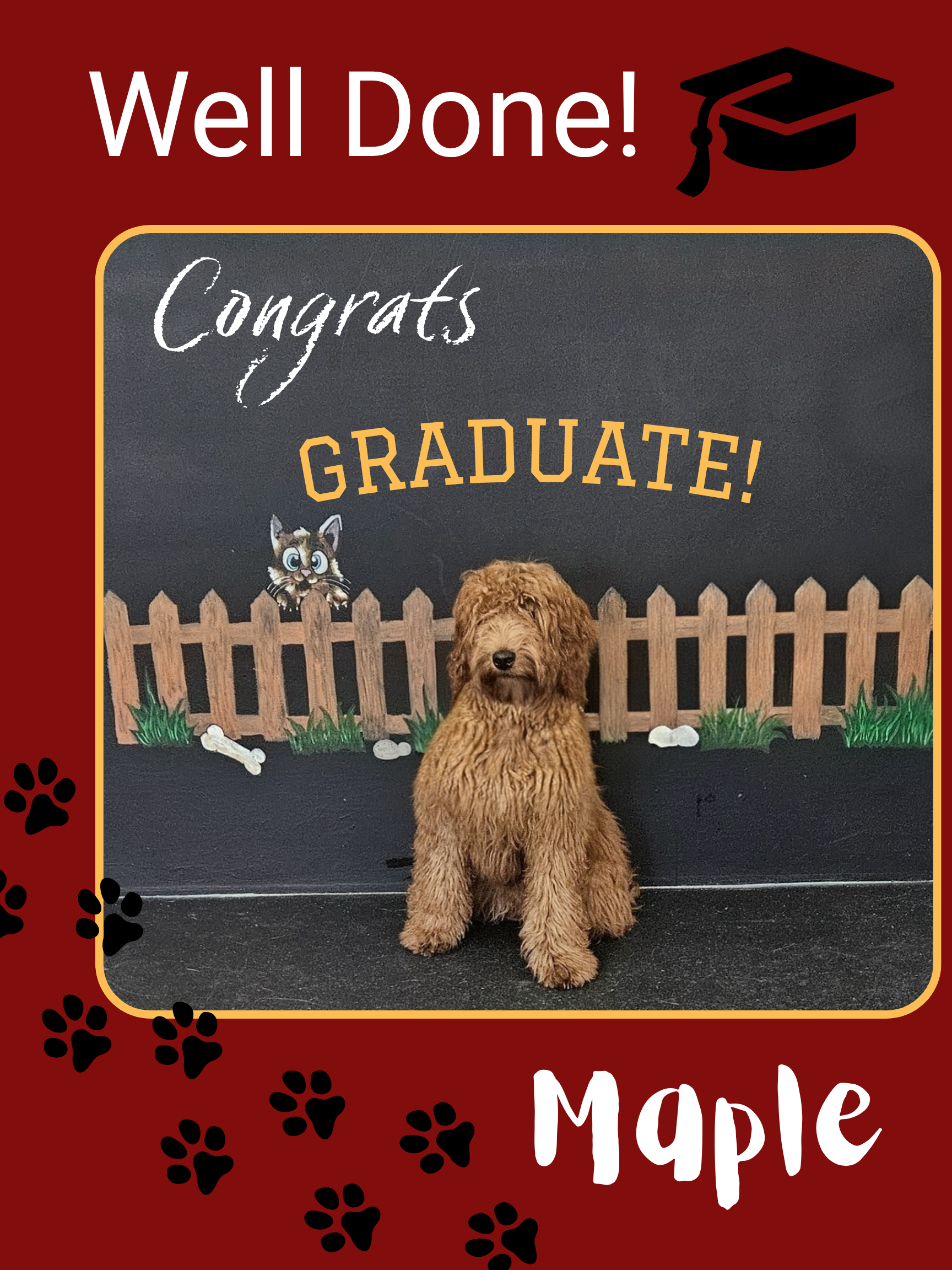 Maple the Goldendoodle