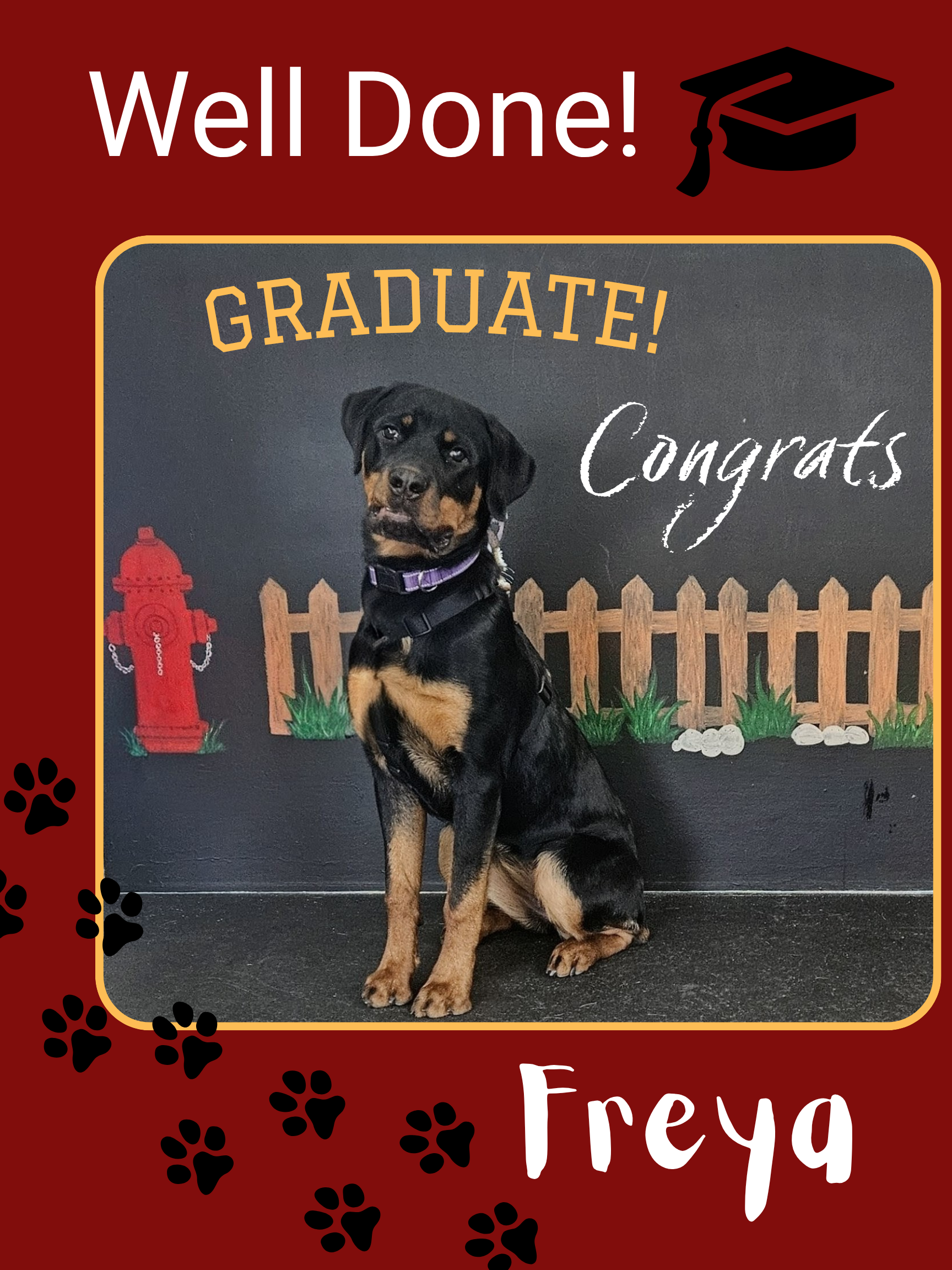 Freya the Rottie