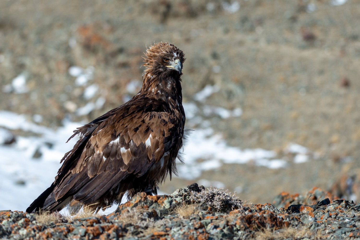 42-CT_MONGOLIA_OCT2019_6399.jpg