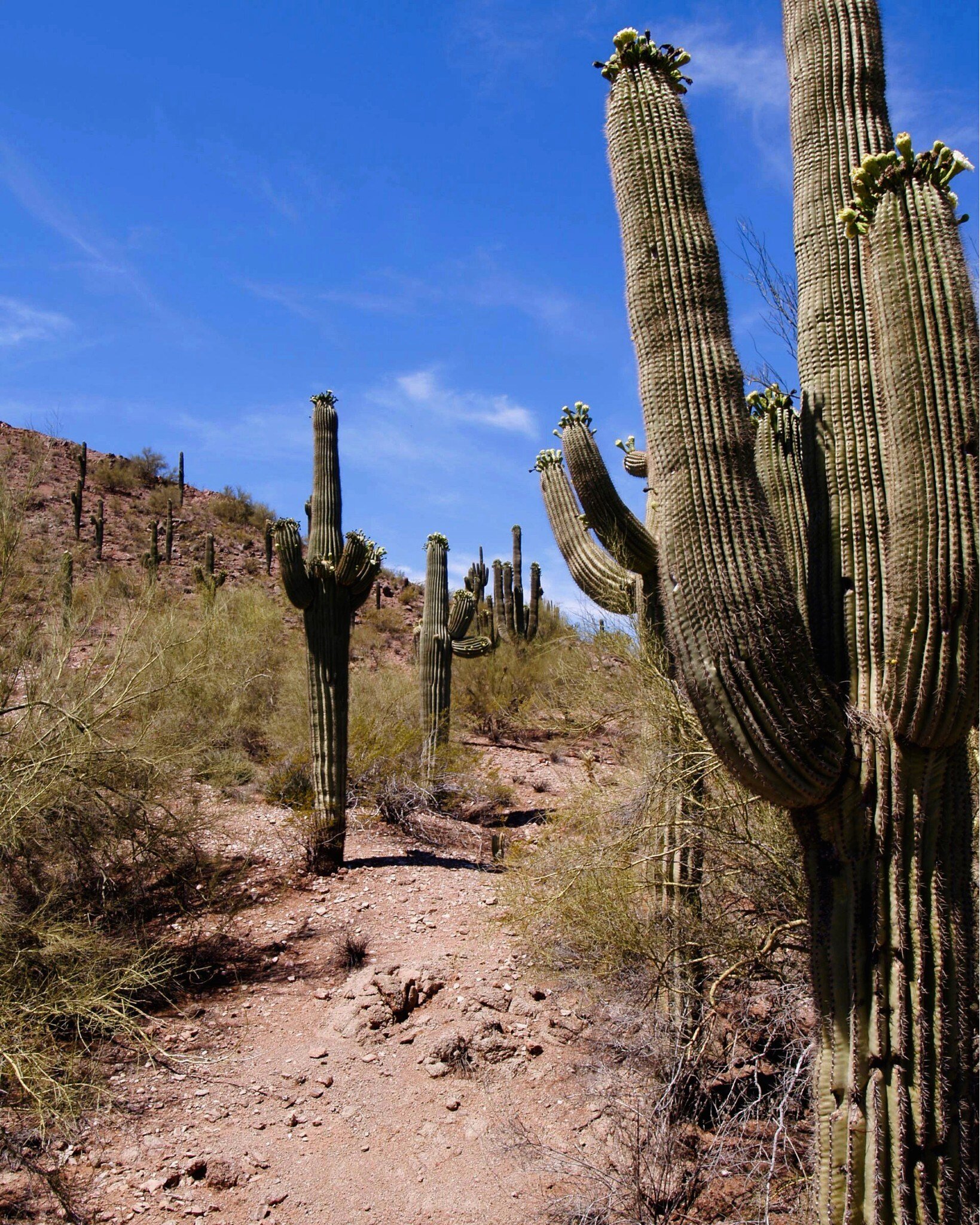 𝓑𝓮𝓪𝓾𝓽𝓲𝓯𝓾𝓵 𝓑𝓪𝓳𝓪.

Come explore the Baja California Sur desert while enjoying your stay with us!

@aguamarinavilla

#villaaguamarina #vacationrental #todossantos #bajacaliforniasur #bajasur  #rentavacacional #visitbajasur #beachlife #mexic