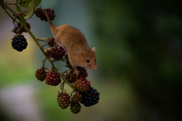 A golden brown mouse climbing down a blackberry filled branch. The background green, yellow, and black and out of focus.