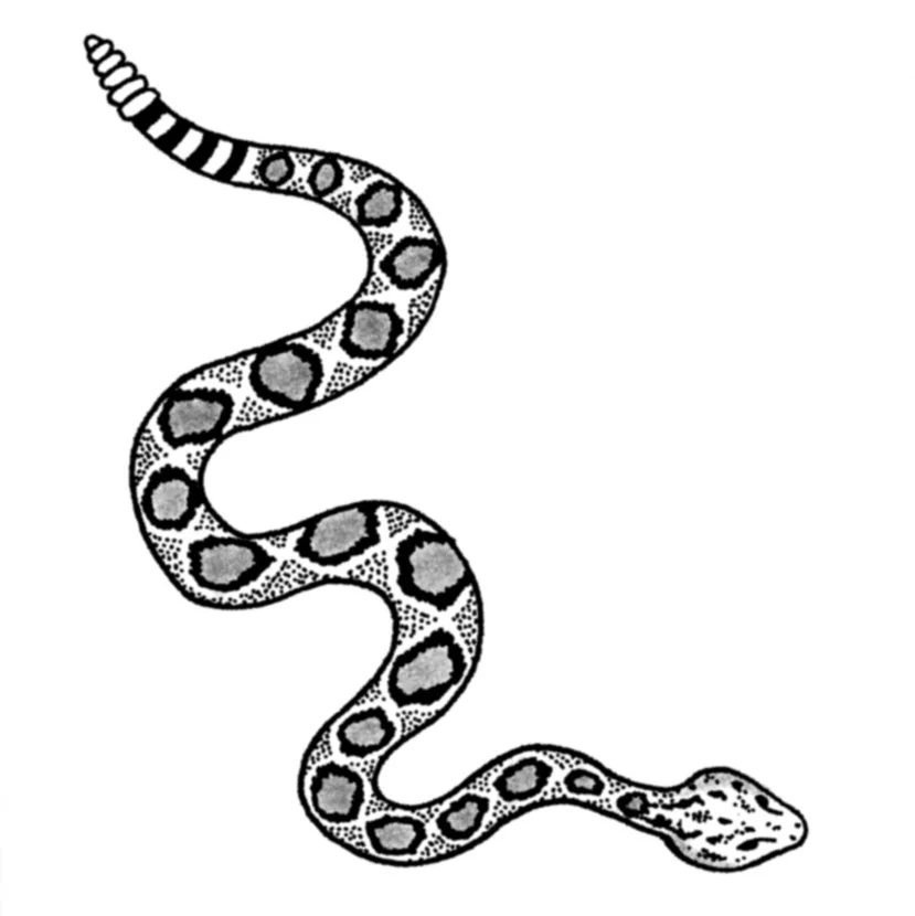Western Rattlesnake 3.5-4.5" // 3-4.5 hours