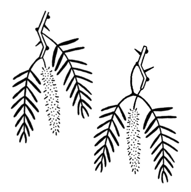 Mesquite Leaves + Flower 2-3" // 1.5-2.5 hours (the one on the right is the more anatomically correct version but if you wanna go more on vibes, the left guy is nice too)