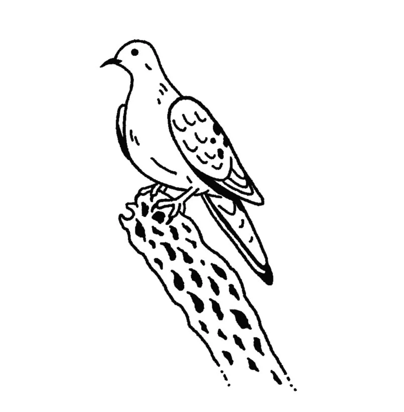 Mourning Dove + Cholla Skeleton 2.5-3.5" // 1.5-2.5 hours
