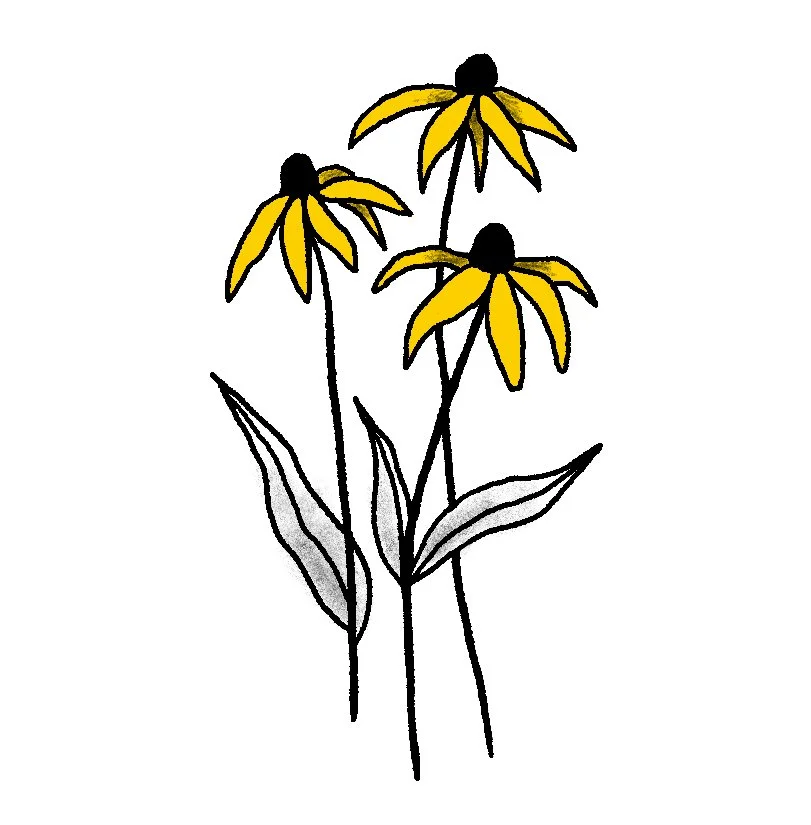 Black-eyed susan/rudbeckia hirta 2.5-3.5" // 2-3 hours  can be tattooed black & grey