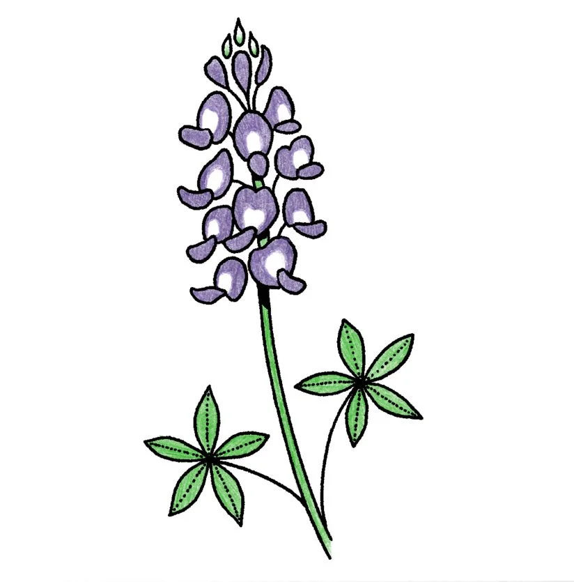 Bluebonnet 3-4" // 2.5-4 hours can be tattooed black & grey