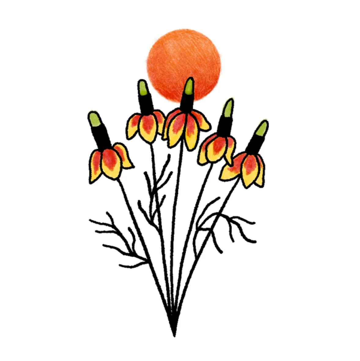 Prairie Coneflowers with Sun 3-4" // 3-4 hours
