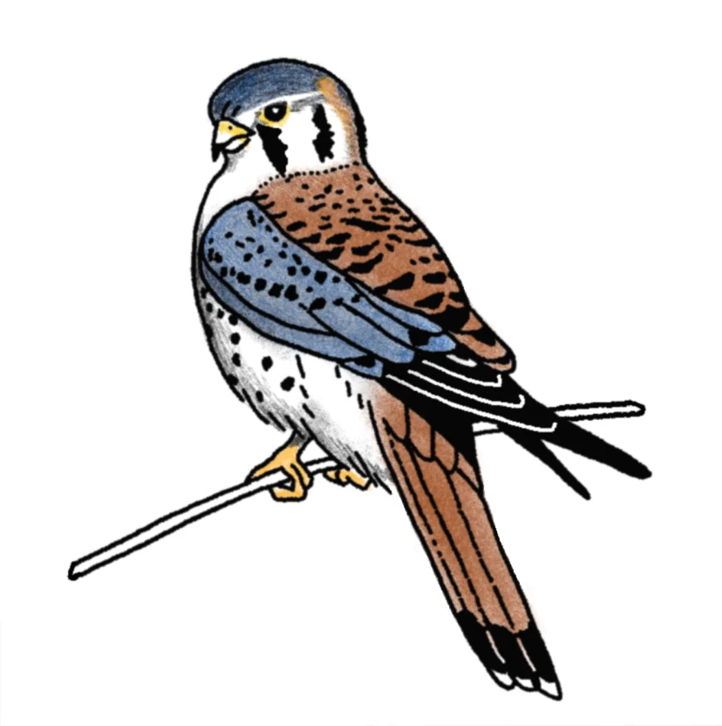 Kestrel 2 3-4" // 3-4 hours can be tattooed black & grey