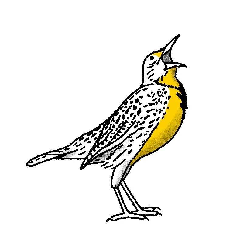 Western Meadowlark 2-3" // 1.5-2.5 hours