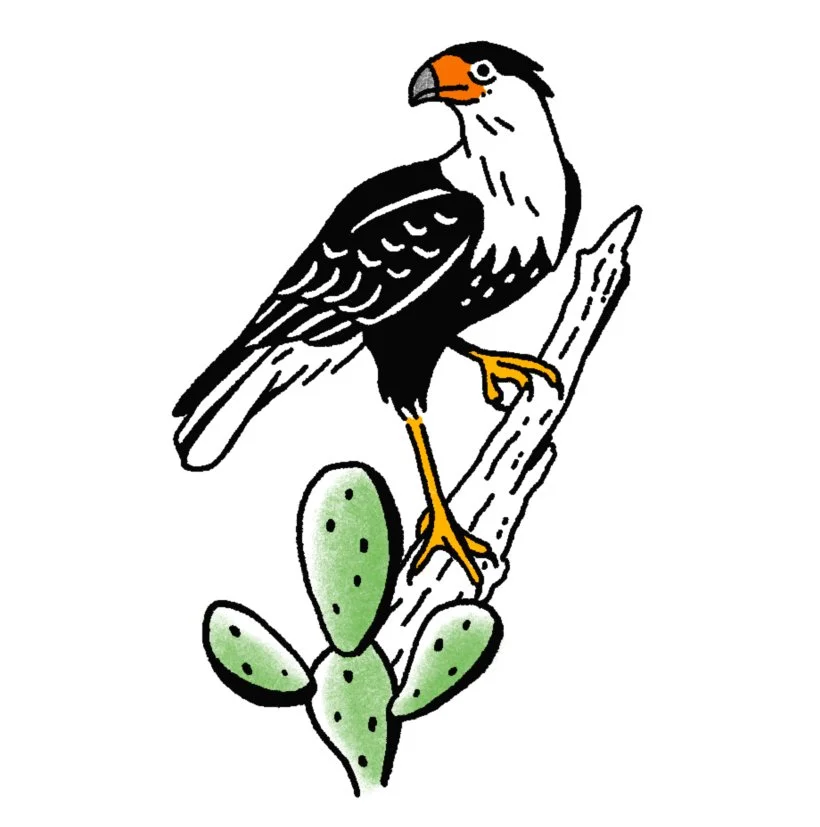 Crested Caracara 3-3.5" // 2.5-4 hours