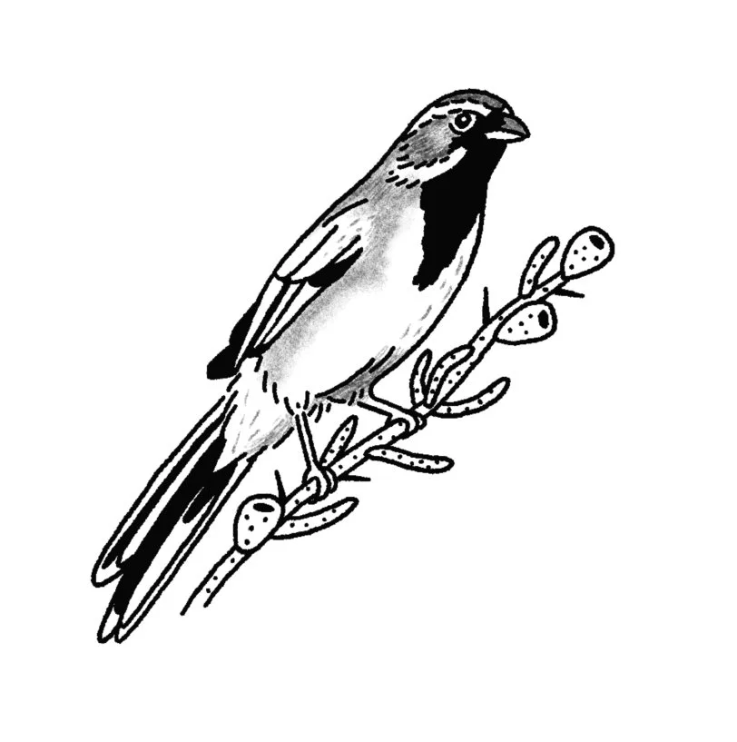 Black-Throated Sparrow + Tasajillo 3-3.5" // 3-4.5 hours