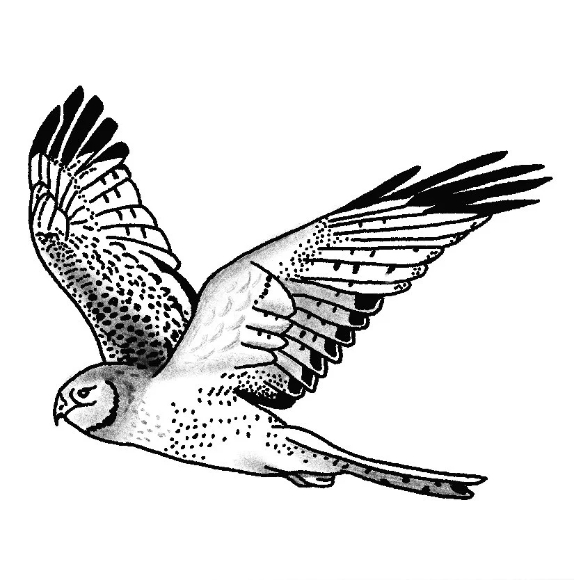 Northern Harrier 3-4" // 3.5-5 hours