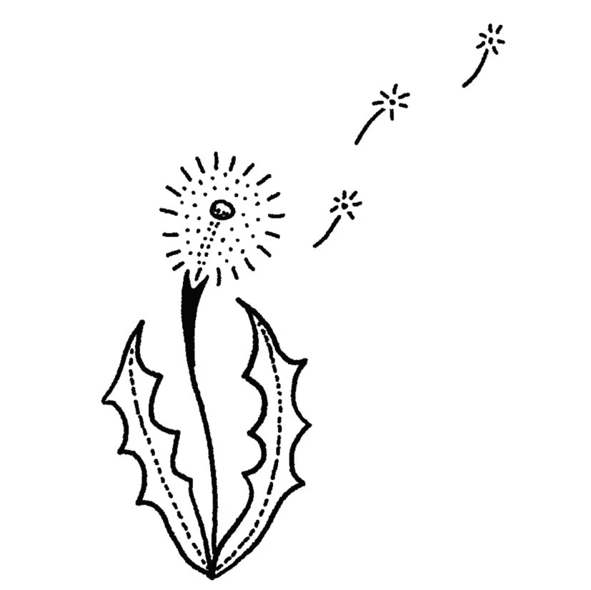 Dandelion 2.75-3.75" // 1-2 hours