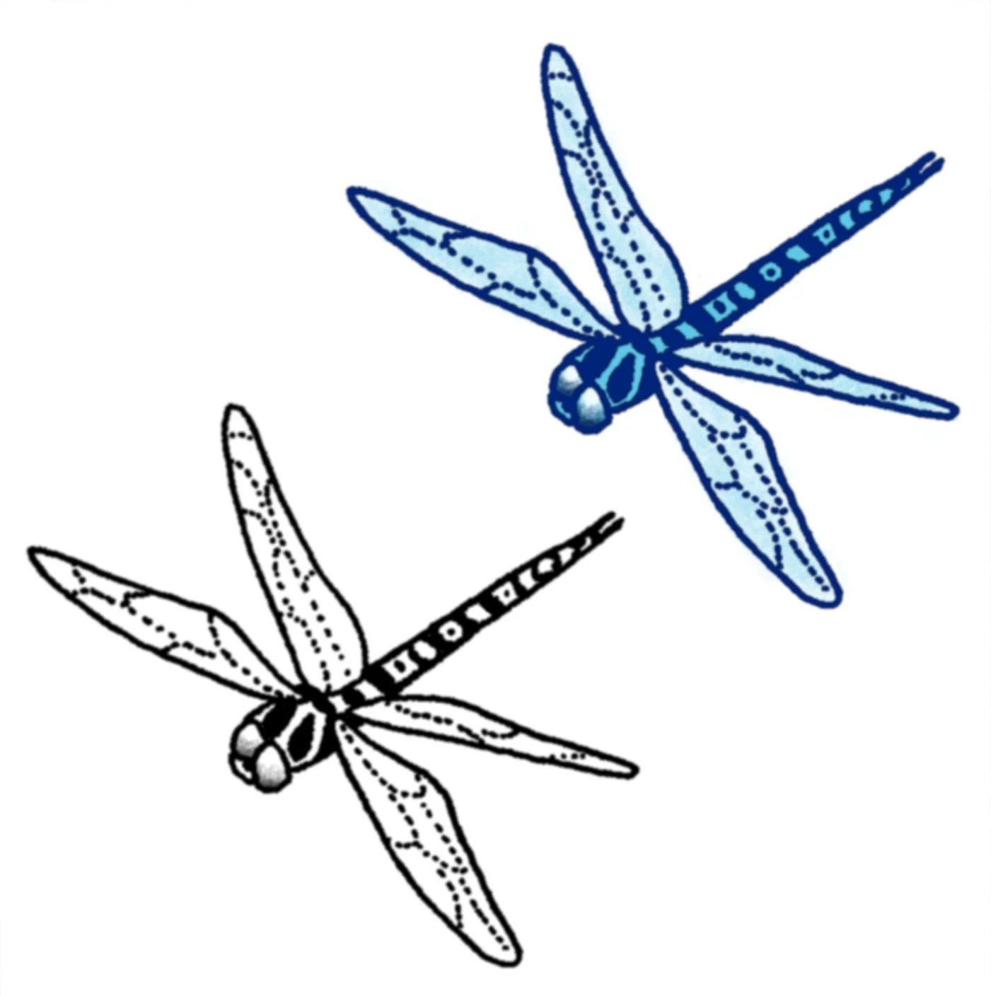 Dragonfly 2-2.5" // 1-2.5 hours