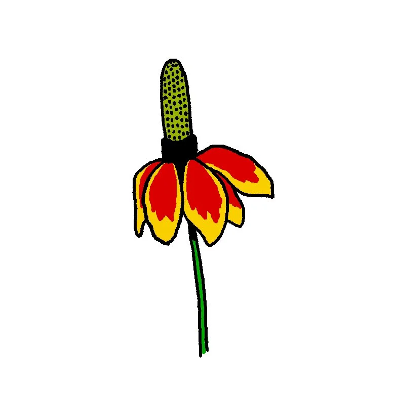 Prairie Coneflower (single) 2-3" // 1.5-2.5 hours can be tattooed black & grey