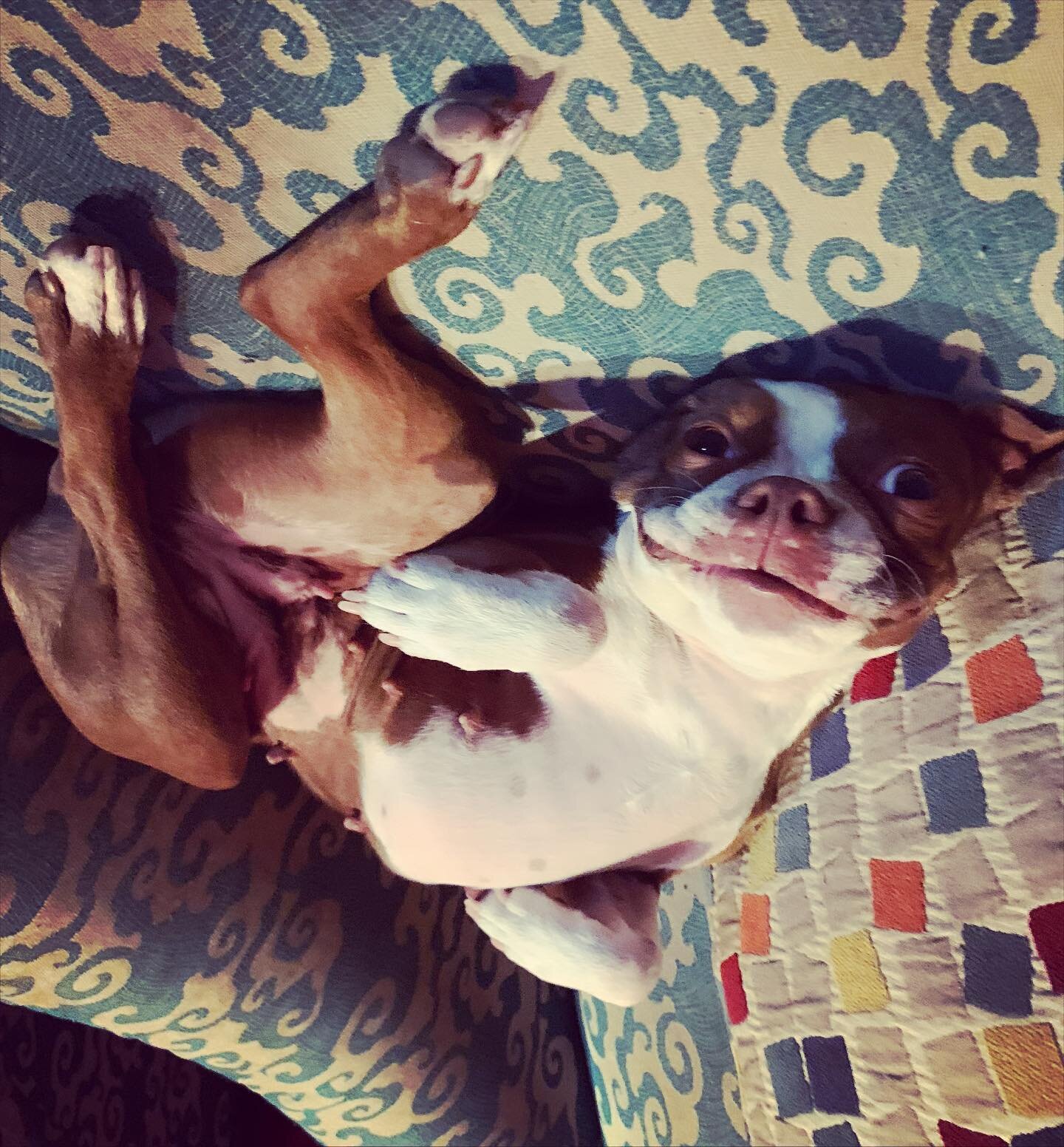 Moo Is A Happy Doggo 😃  #bostie #bostielove #bostiesofinstagram #bostieworld #bosties #bosties_n_frenchies #bostonterrier #bostonterriers #redbostonterrier #redbostonterriersofinstagram #redbostonterriers #redbostonterriercrew #redbostonterriersofig
