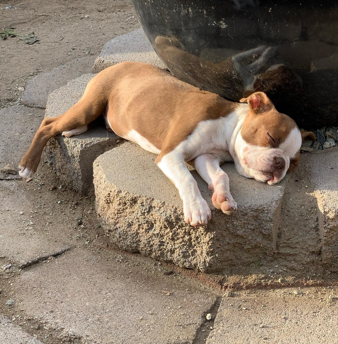 And he has an empty plush-bed...
#bostonterrierpuppy #bostonterrierpuppies #bostonterrierpuppiesforsale #bostonterrierpuppiesofinstagram #bostonterrierpup #bostonterrierpuppylove #bostie #bostielove #bostiesofinstagram #bosties #bostieworld #bosties_