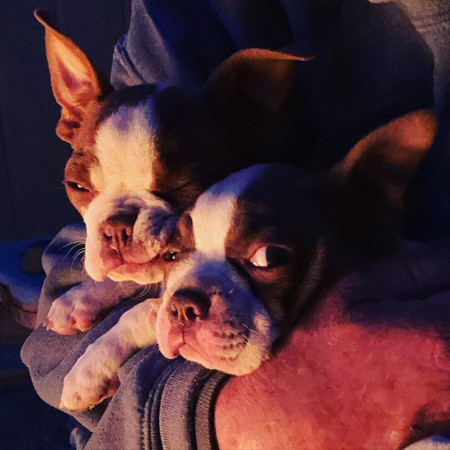 Ur Squishing My Face!  #bostonterrierpuppy #bostonterrierpuppies #bostonterrierpuppiesforsale #bostonterrierpuppiesofinstagram #bostonterrierpup #bostonterrierpuppylove #bostonterrierpuppyofinstagram #redbostonterrier #redbostonterriersofinstagram #r