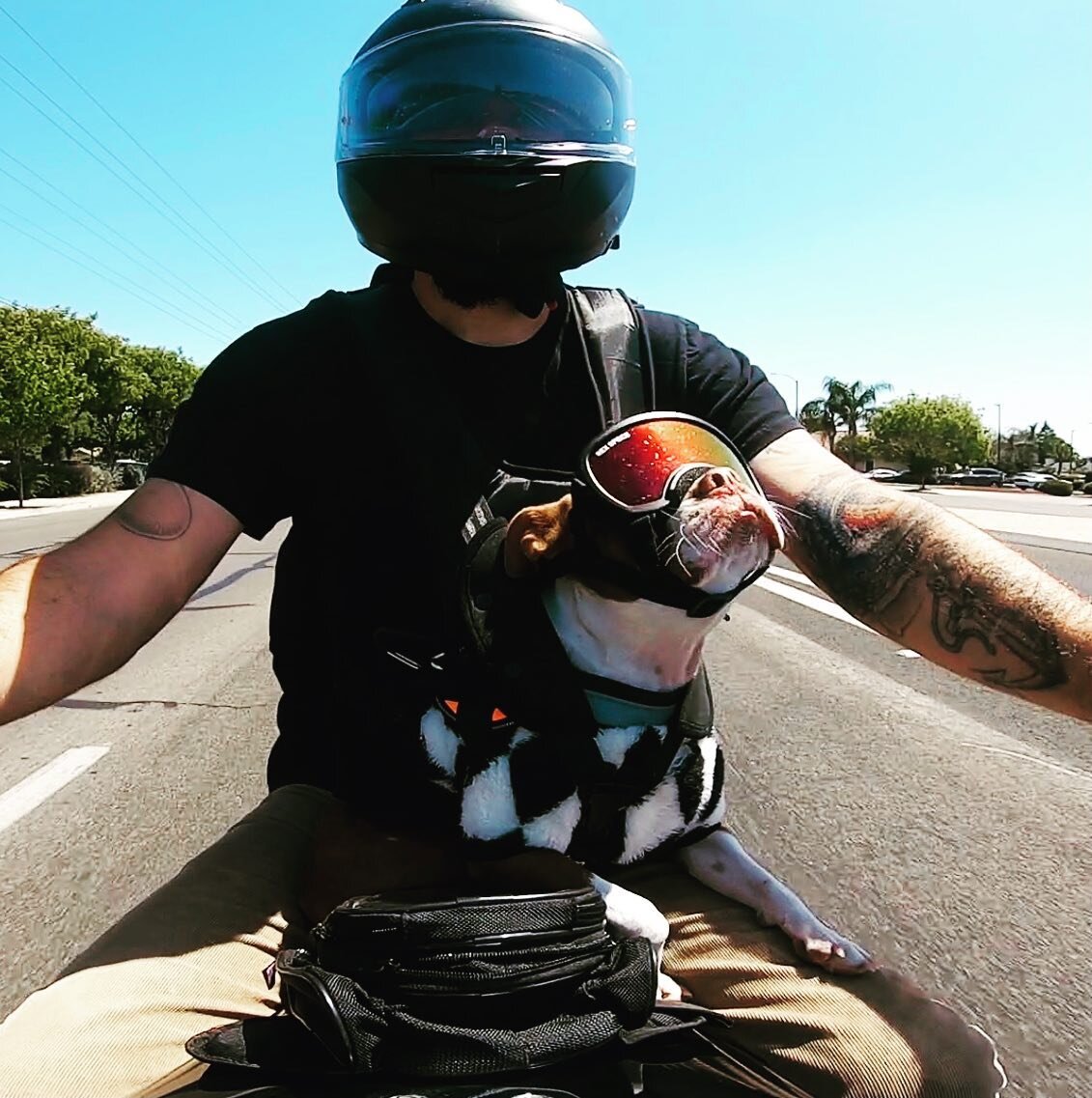 Moo&rsquo;s look says it all. 😎😎Too Cool For School  #bostie #bostielove #bostiesofinstagram #bostieworld #bosties #bosties_n_frenchies #motorcycledog #dogonwheels #rexspecs #rexspecsk9 #bostonterrier #bostonterriers #redbostonterrier #redbostonter