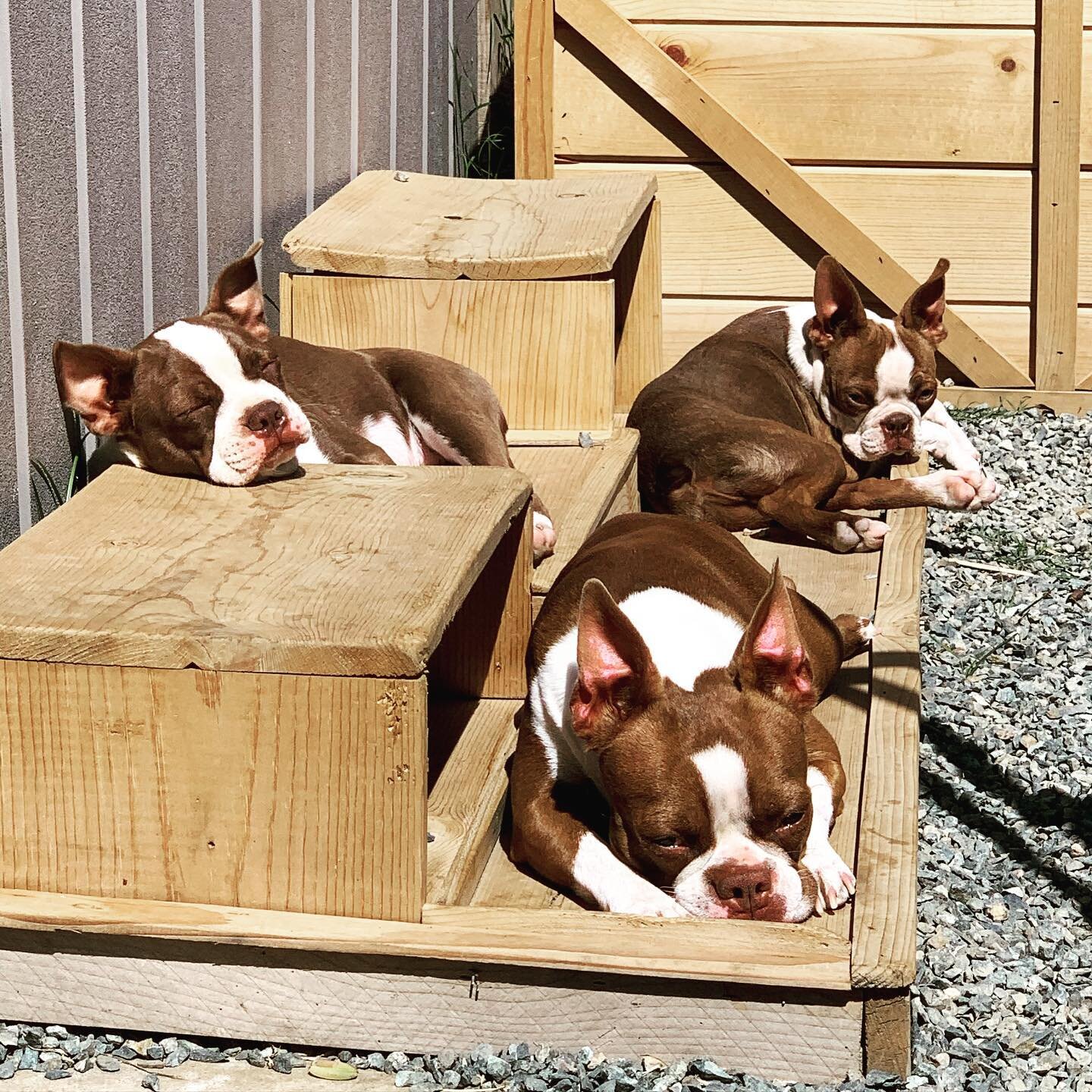 The Hotel Bostie Sundeck Is Now Open For Summer Basking. They Snooze &amp; Snore Here For Hours Everyday. The Hotel Pool Will Be Open Shortly. 😎#bostonterrierpuppy #bostonterrierpuppies #bostonterrierpuppiesforsale #bostonterrierpuppiesofinstagram #