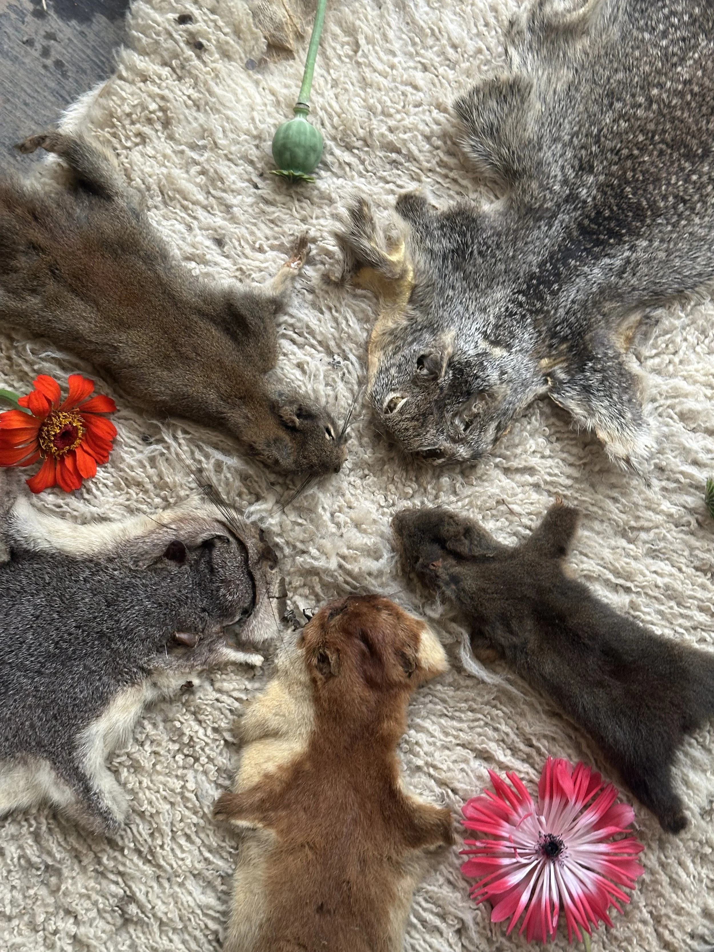 Roadkill Small Animal Processing and Hide Tanning In person and Zoom Combo