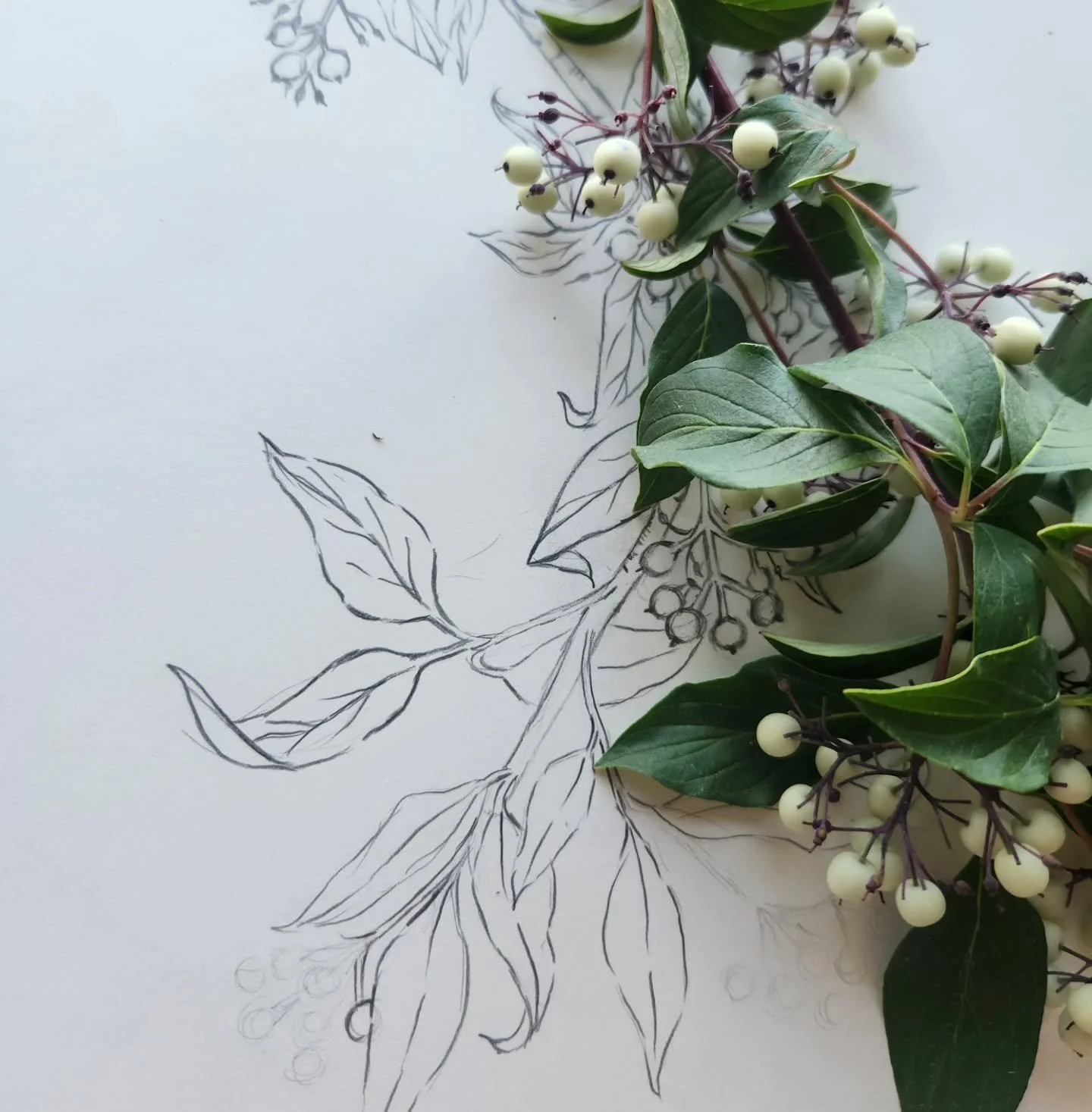 Little nap time drawing sesh. Behind the scenes of new wallpaper designs! 
.
.
.
.
.
.
.
.
.
.
.
.
#artprocess #drawingreels #botanicaldrawing #drawwithme