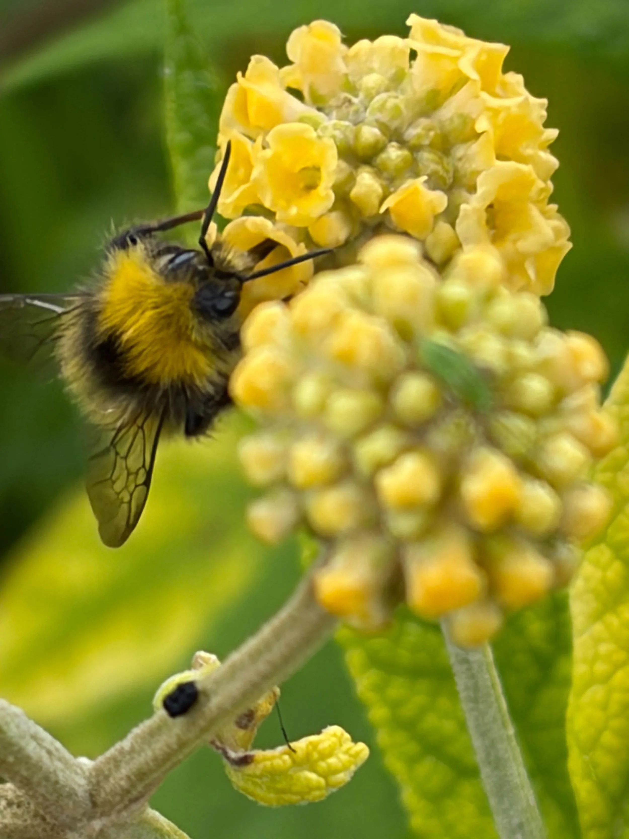 A Gallery of Amazing Irish Flowers