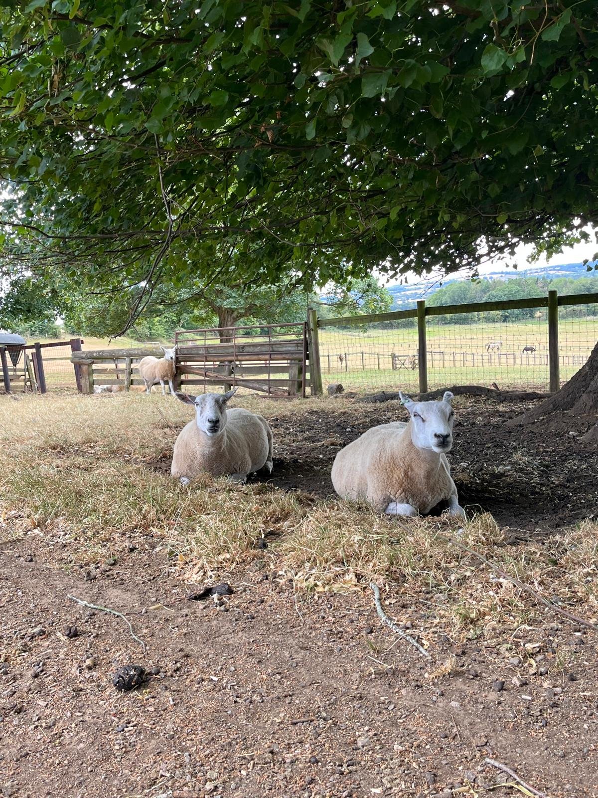 sheep.jpeg